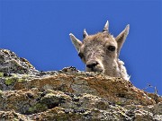 04 Piccolo di stambecco ci osserva curioso